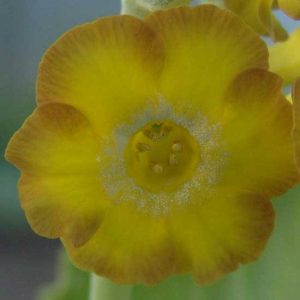 x auricula Goldesel JP -5916