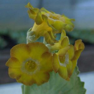 x auricula Goldesel JP -5915