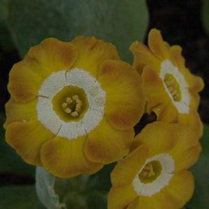 x auricula Goldesel JP -0