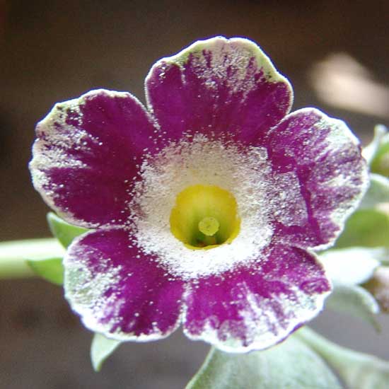 x auricula Kalif Storch JP -0