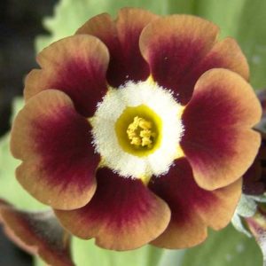 x auricula Knüppel aus dem Sack JP -0