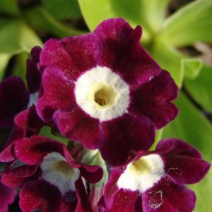 x auricula Momo JP -0