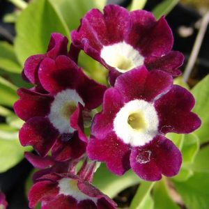 x auricula Momo JP -5928
