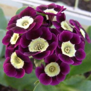 x auricula ' Mrs R Bolten '-0
