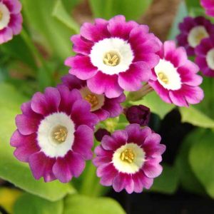 x auricula Rosenrot JP -5933
