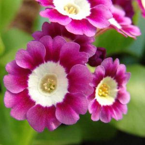 x auricula Rosenrot JP -0