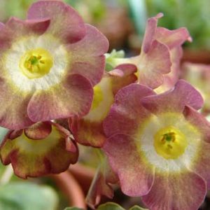 x auricula Tischlein deck dich JP -5937