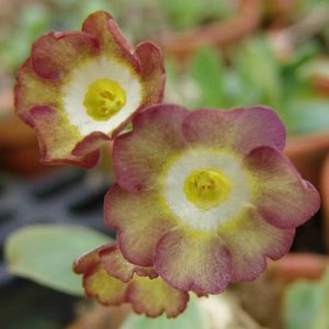 x auricula Tischlein deck dich JP -0