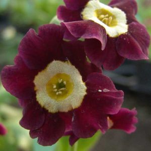 x auricula Unendliche Geschichte JP -0