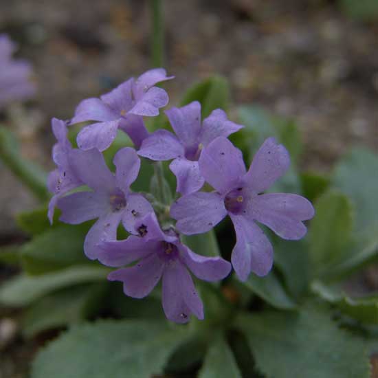 marginata Kleinkind-0