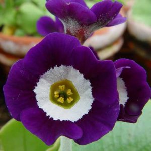 x auricula Blue Jean-0