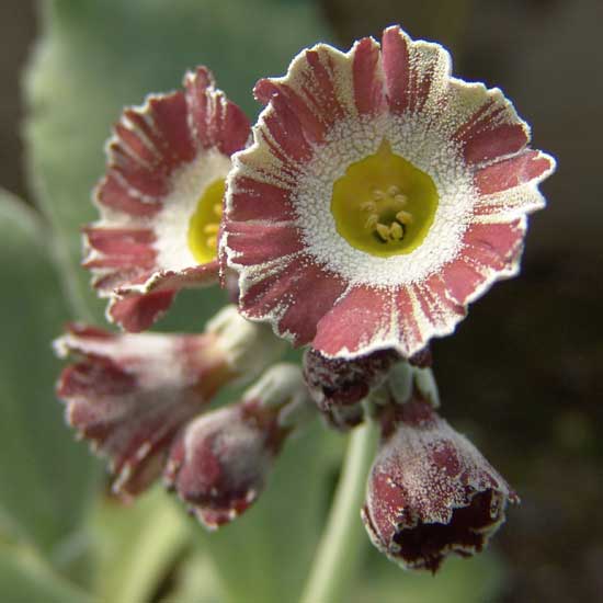 x auricula ' Candy Stripe '-0