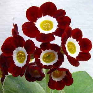 x auricula Cortina-6197