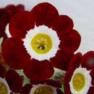 x auricula Cortina-0