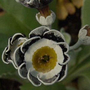 x auricula Duchess of Malfi-0