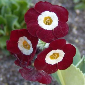 x auricula Favourite-6200