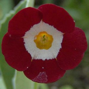 x auricula Favourite-0