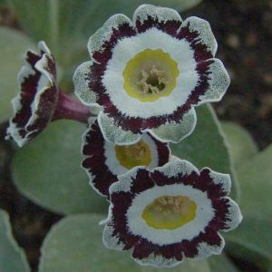 x auricula Hawkwood-6293