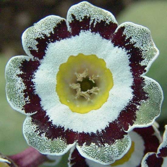 x auricula Hawkwood-0