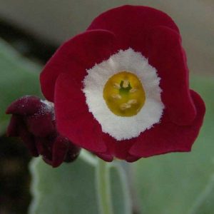 x auricula Headdress-6204