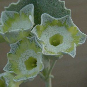 x auricula Helen Ruane-6301