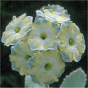 x auricula Helen Ruane-0