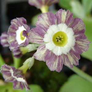 x auricula ' Jilting Jessie '-6319