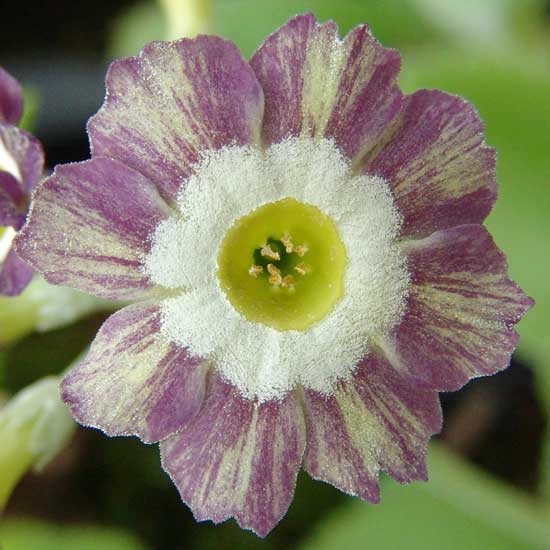 x auricula ' Jilting Jessie '-0