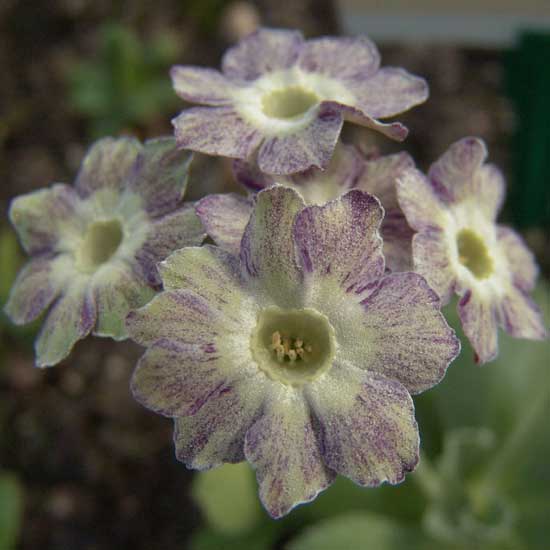 x auricula ' Last Chance '-0