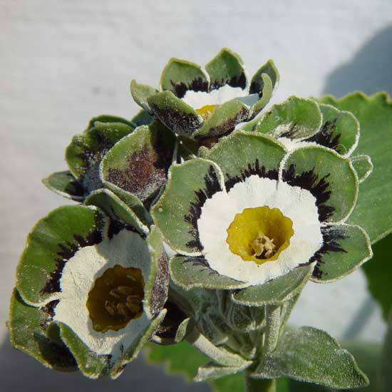 x auricula Serenity-0