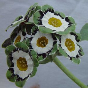 x auricula Serenity-6156