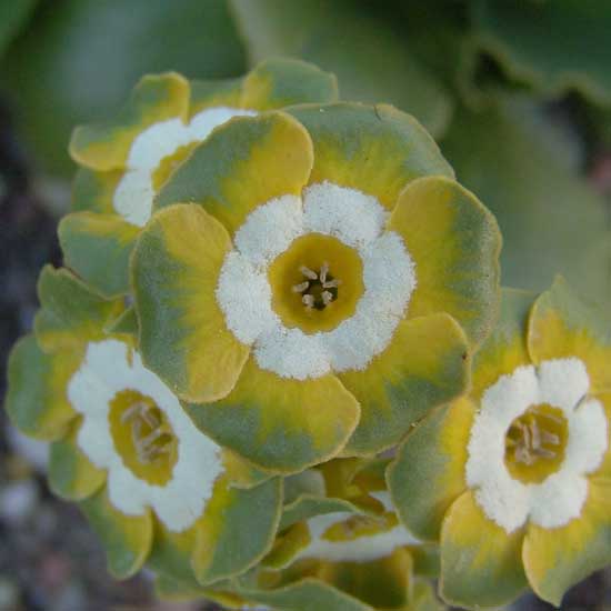 x auricula Sweet Pastures-0