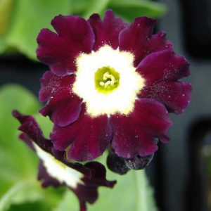 x auricula Crimson Black-0