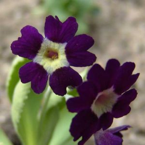 x auricula Claudia-0