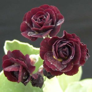 x auricula Dark Eyes-0