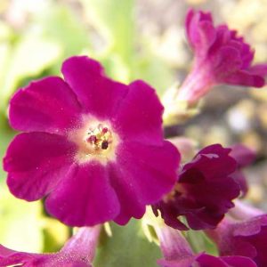 x pubescens ' Faldenside '-0
