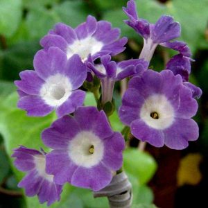 x auricula Goeblii-0