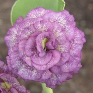x auricula Jolly Jumper JP-0