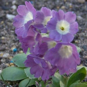 x pubescens ' Pat Barwick '-0