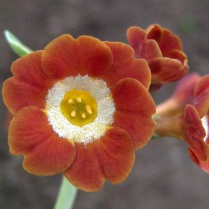 x auricula Robbo-0