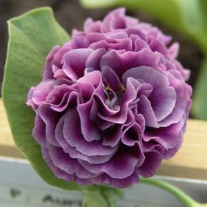 x auricula Rose Conjou-0