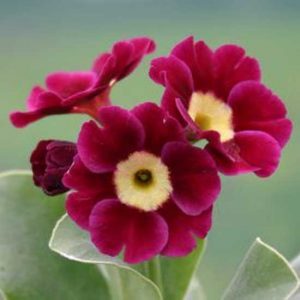 x auricula Ruby Hyde-0