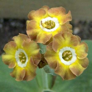 x auricula Winifried-0
