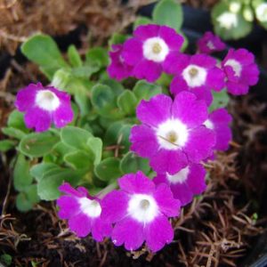 x allionii Lismore Sunruffle-0