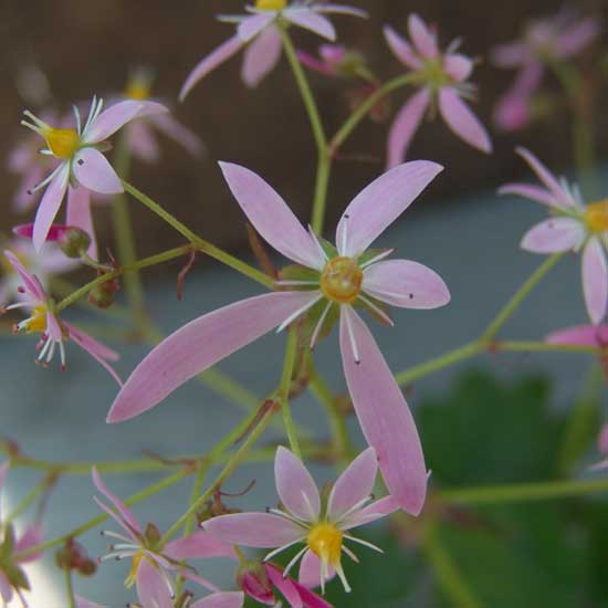 Cortusifolia Fuji-san JP-0