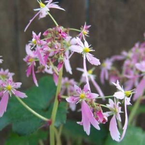 Cortusifolia Lily Potter JP-6758