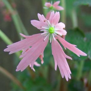 Cortusifolia Lily Potter JP-0