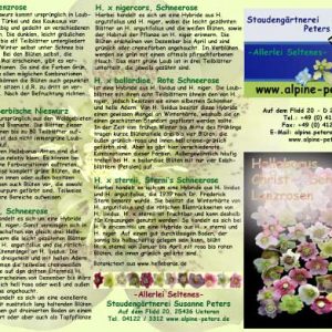 Info Helleborus Pflanzanleitung-6855