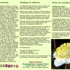 Info Helleborus Pflanzanleitung-0