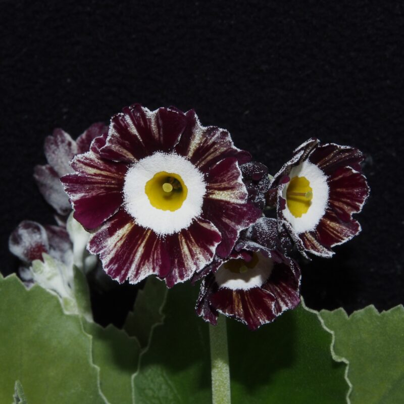 Primula x auricula ' Carina ' (ST)